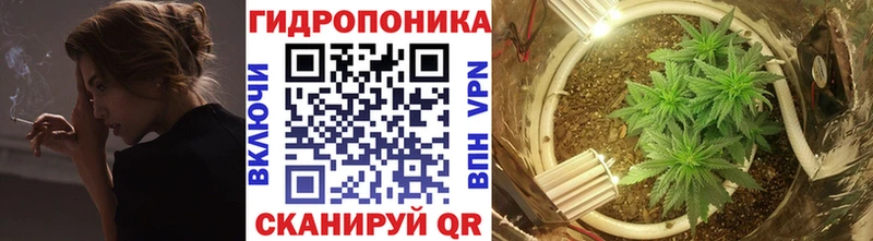 Бошки Шишки конопля Кизляр